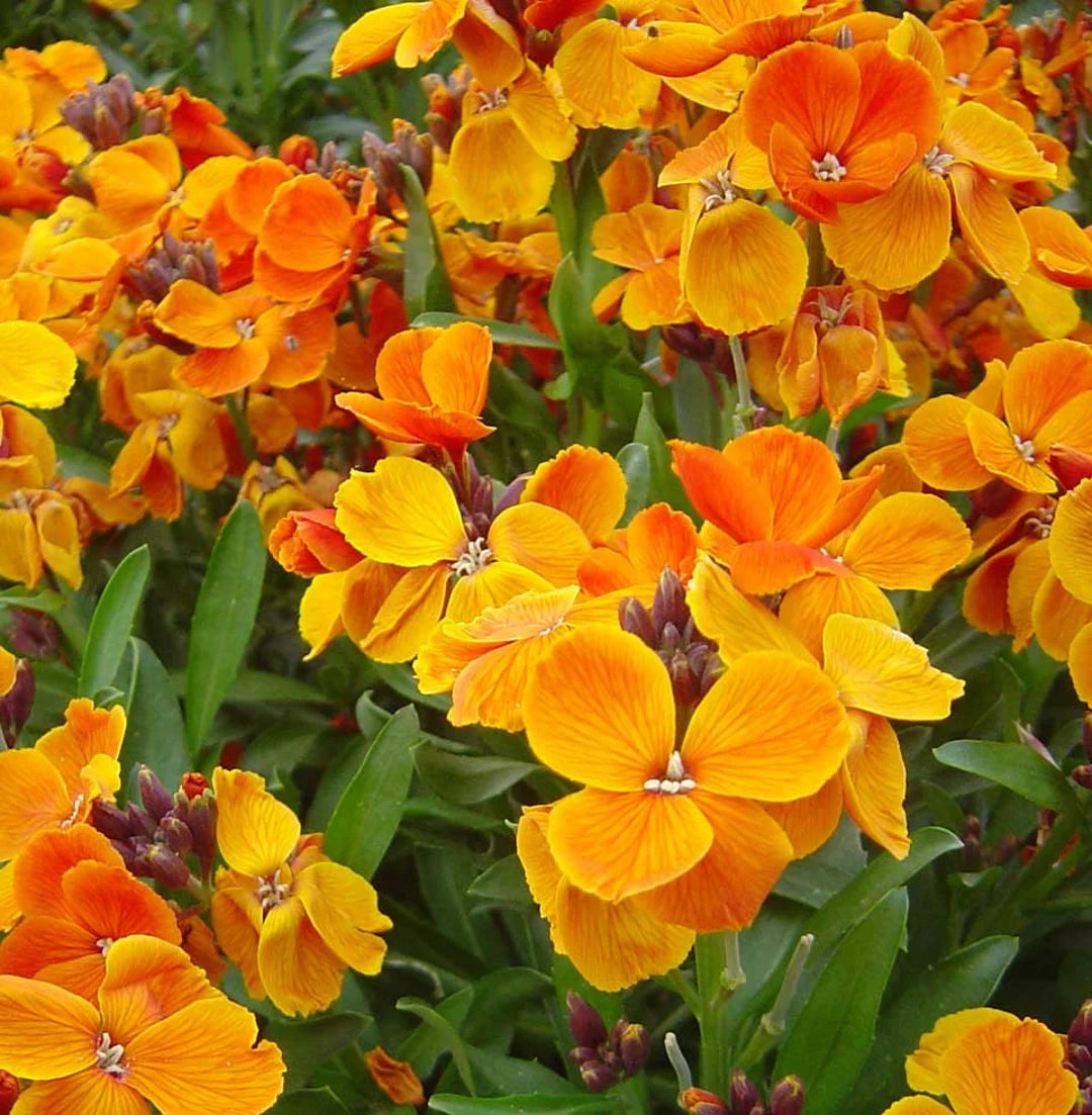Yellow Wallflower Flower seeds for Planting - Premium Quality, Heirloom & GMO Free Seeds for Home Garden