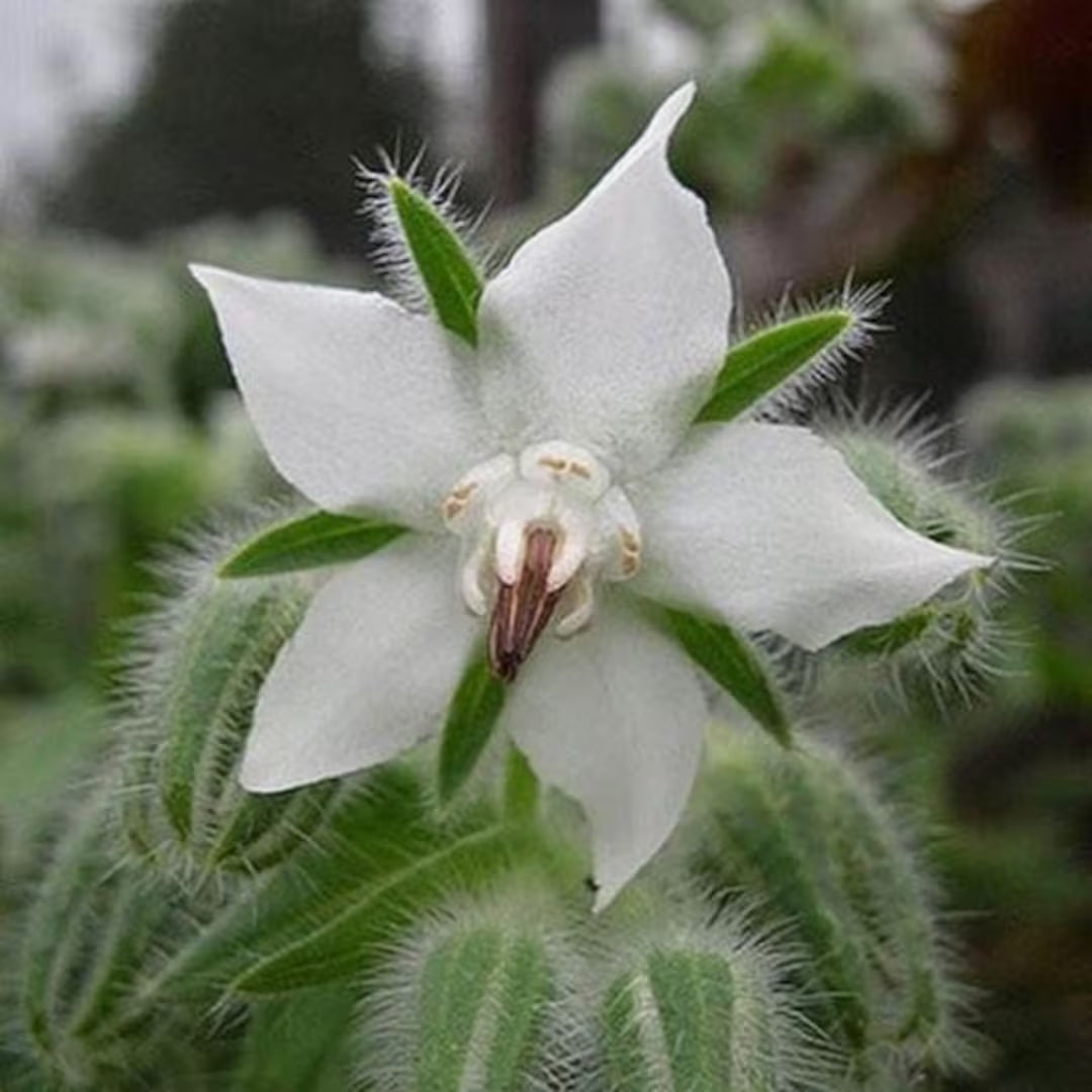 White Borage Flower seeds for Planting - Garden Favorite, Heirloom & GMO Free Seeds for Home Garden