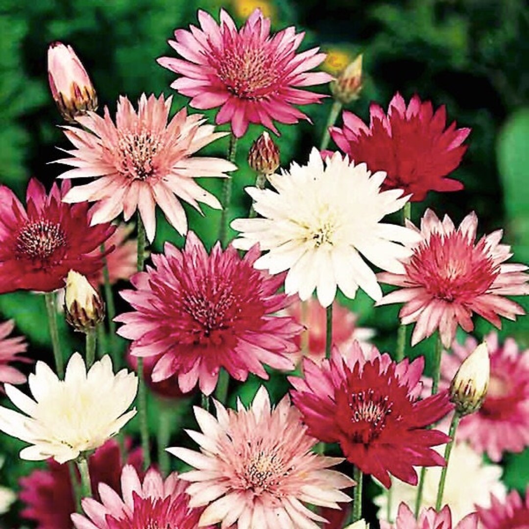 Xeranthemum Annuum Flower seeds for Planting - Wildflower Mix, Heirloom & GMO Free Seeds for Home Garden