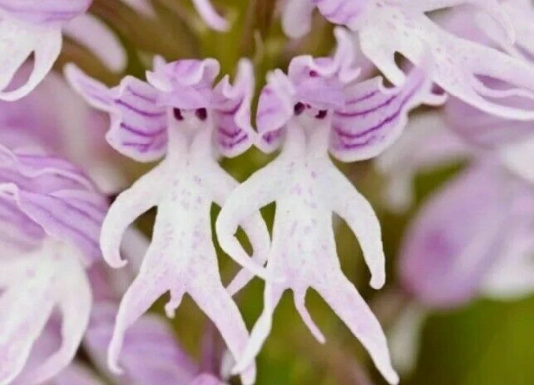 Naked Man Orchid Seeds for Planting - Unique Flowering Plant Seeds Heirloom Non-GMO Seeds