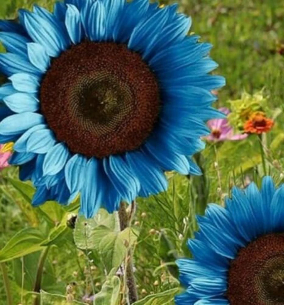Ocean Blue Sunflower Flower Seeds for Planting Colorful Display Heirloom & GMO Free Seeds for Home Garden
 
 Sale