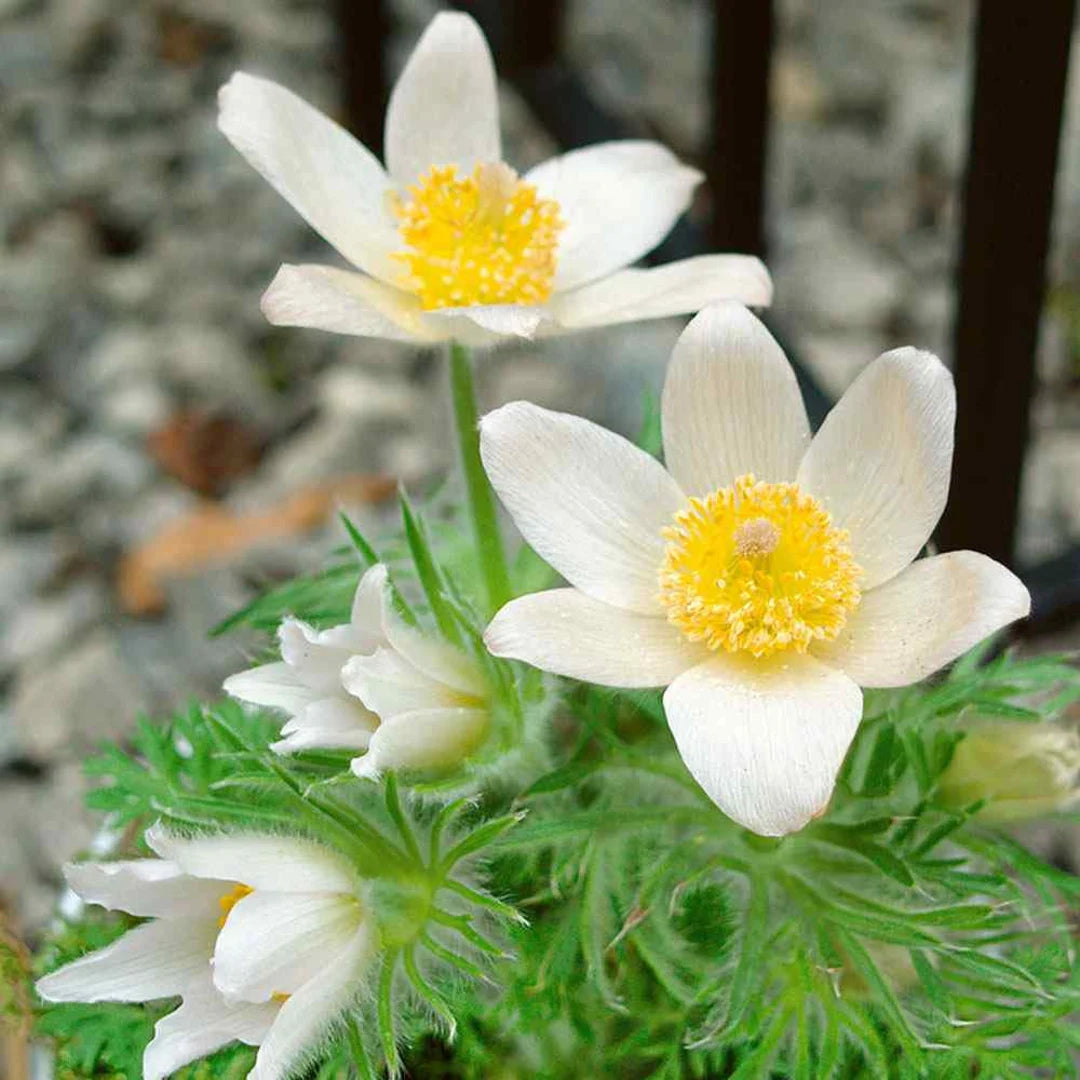 White Anemone Pulsatilla Flower seeds for Planting Vibrant Colors Heirloom & GMO Free Seeds for Home Garden