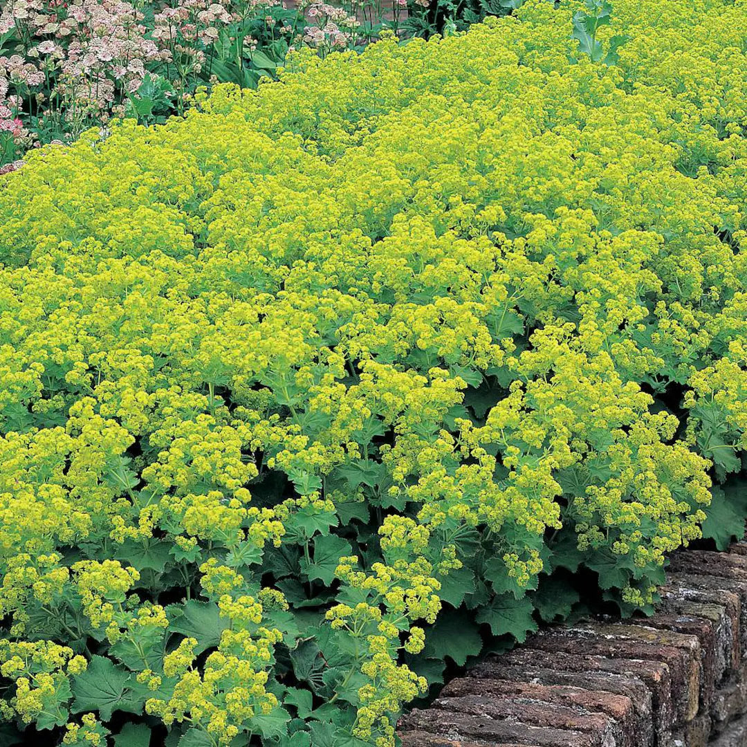 Alchemilla mollis (Lady's Mantle) Seeds for Planting
