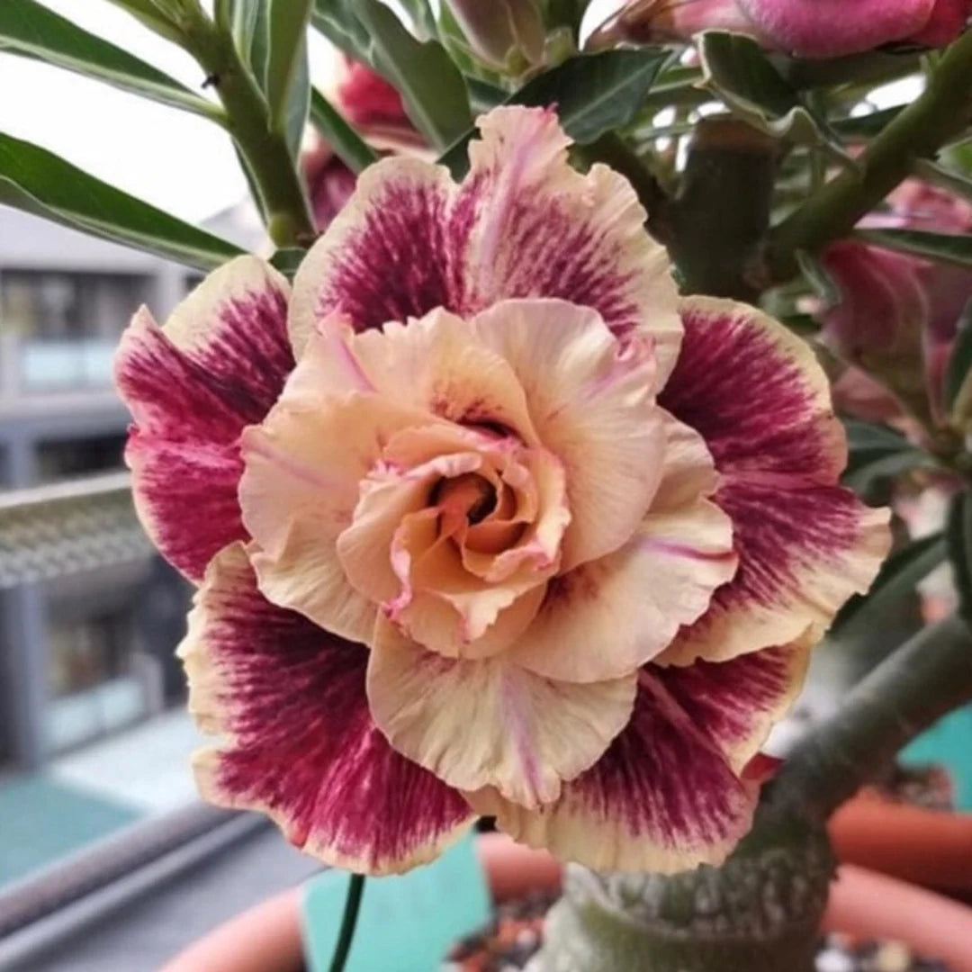 Cream Maroon Rose Flower Seeds for Planting Colorful Display Heirloom & GMO Free Seeds for Home Garden
 
 Sale