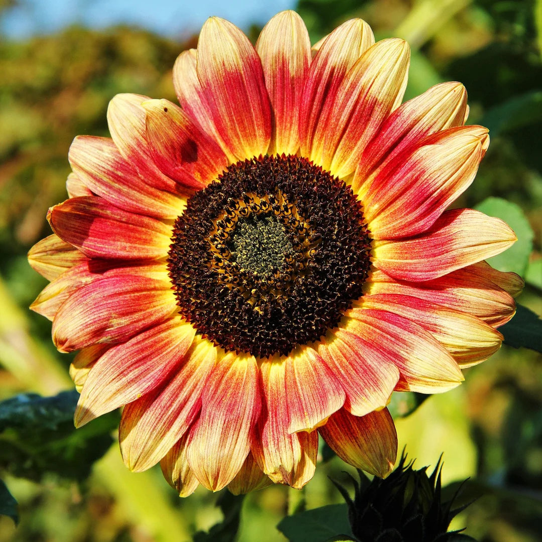 Orange Red SunFlower seeds for Planting - Fragrant Blossoms, Heirloom & GMO Free Seeds for Home Garden