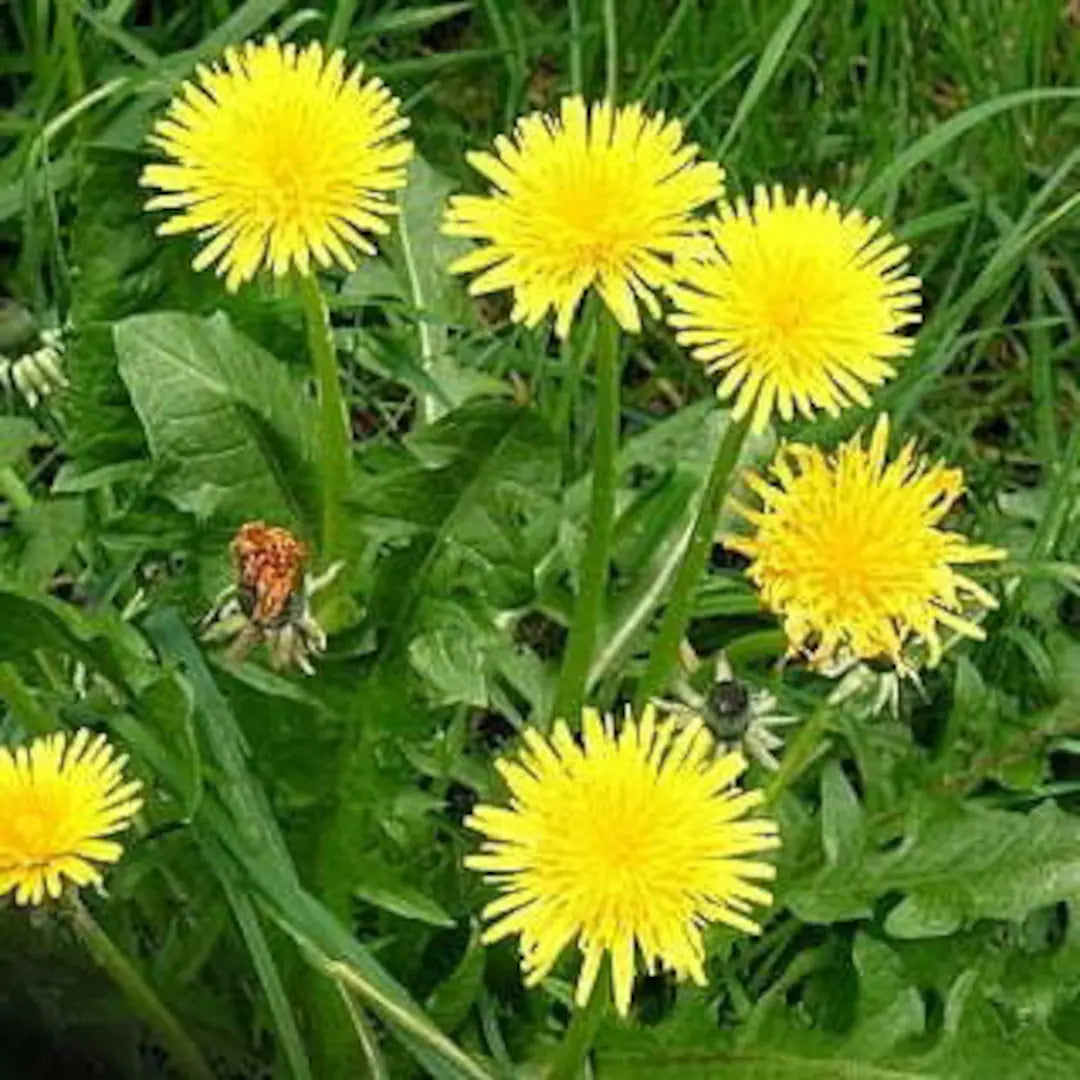 Yellow Dandelion Flower seeds for Planting - Perfect for Borders, Heirloom & GMO Free Seeds for Home Garden
