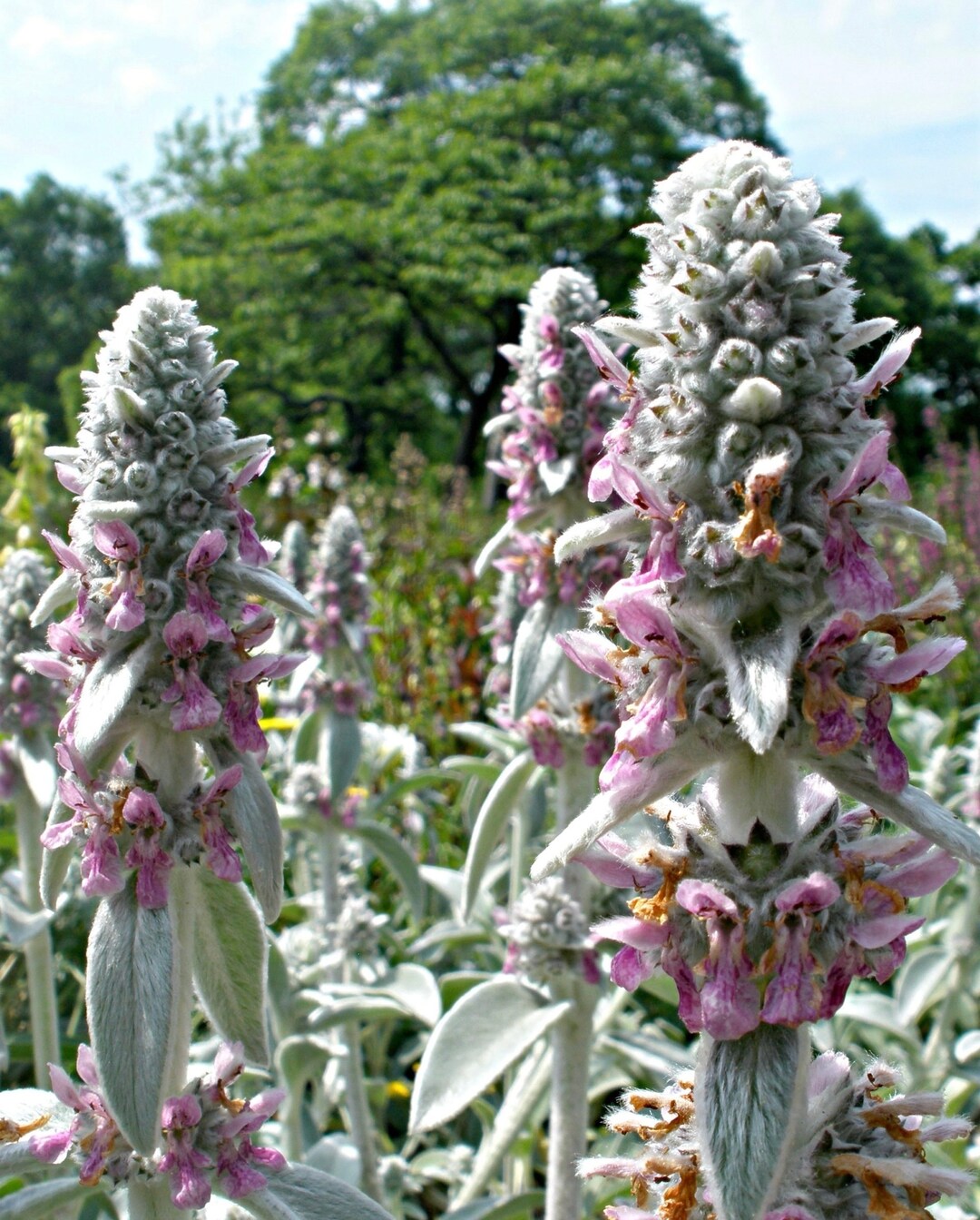 Lamb's Ear Flower seeds for Planting - Compact Growth, Heirloom & GMO Free Seeds for Home Garden