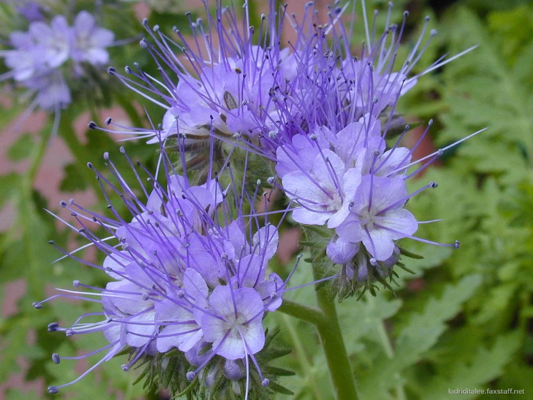 Purple Phacelia Flower seeds for Planting - Garden Favorite, Heirloom & GMO Free Seeds for Home Garden