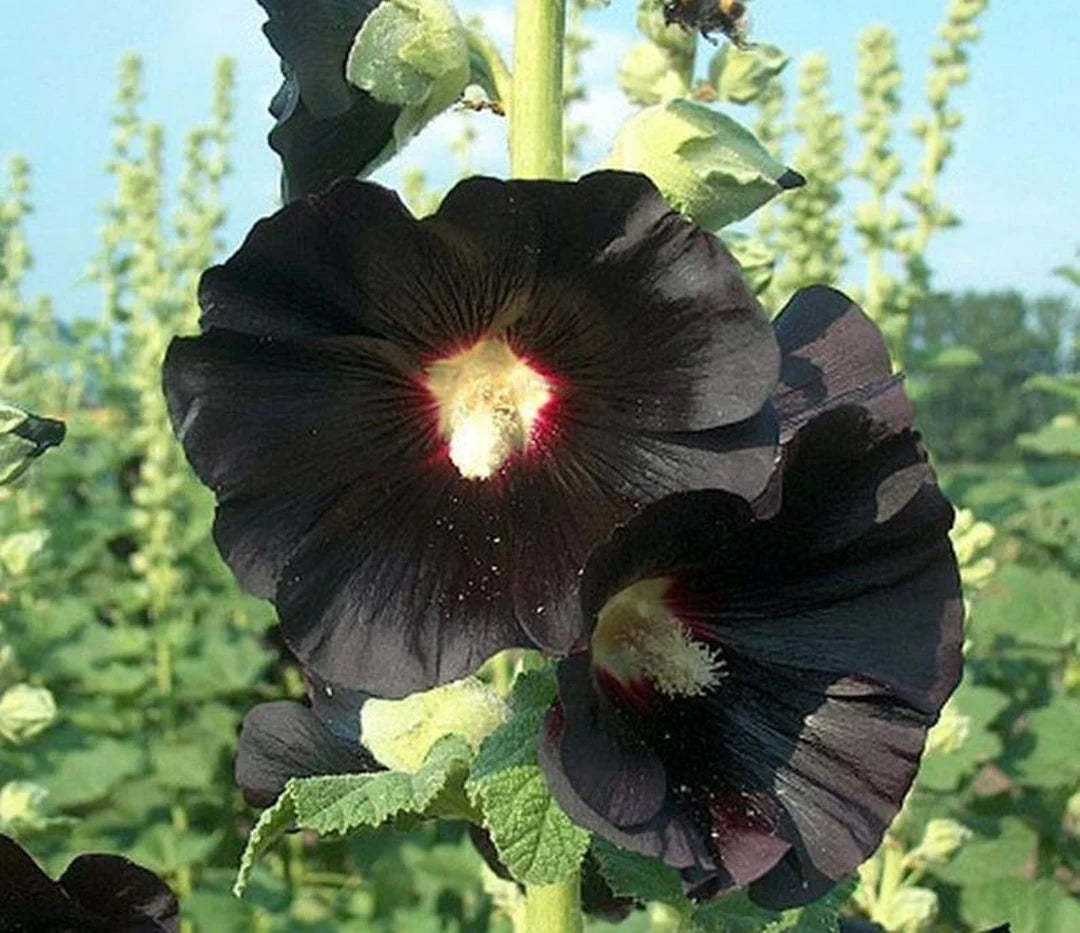 Black Hollyhock Flower seeds for Planting - Pollinator Friendly, Heirloom & GMO Free Seeds for Home Garden