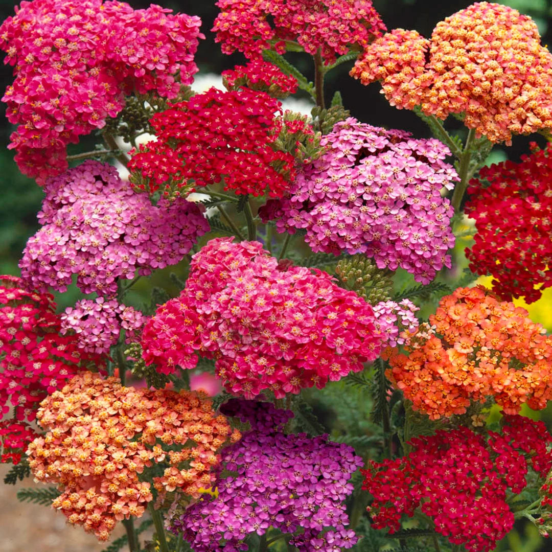Mixed Yarrow Flower seeds for Planting - Easy to Grow, Heirloom & GMO Free Seeds for Home Garden