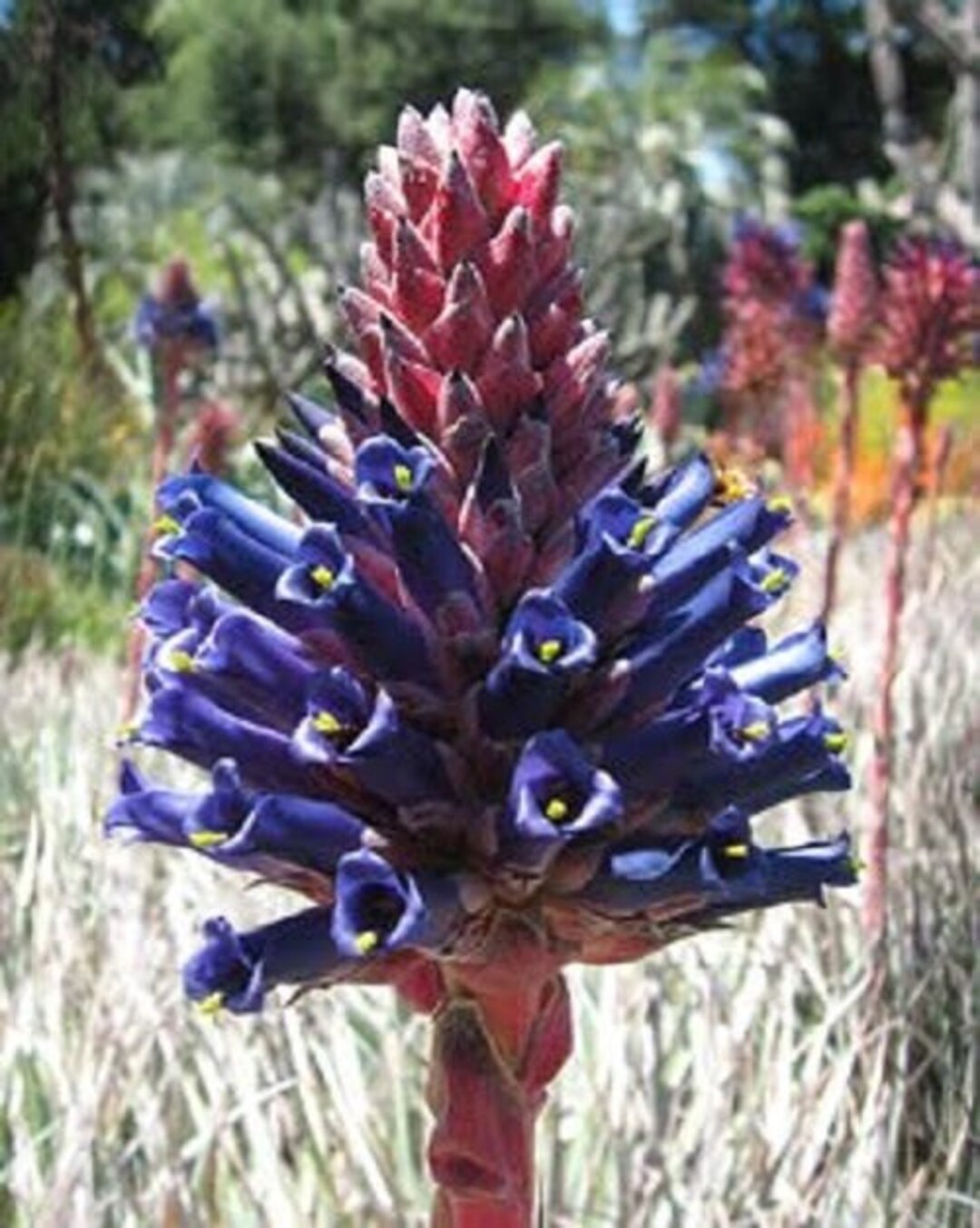 Purple Puya Venusta Flower seeds for Planting - Shade Tolerant, Heirloom & GMO Free Seeds for Home Garden