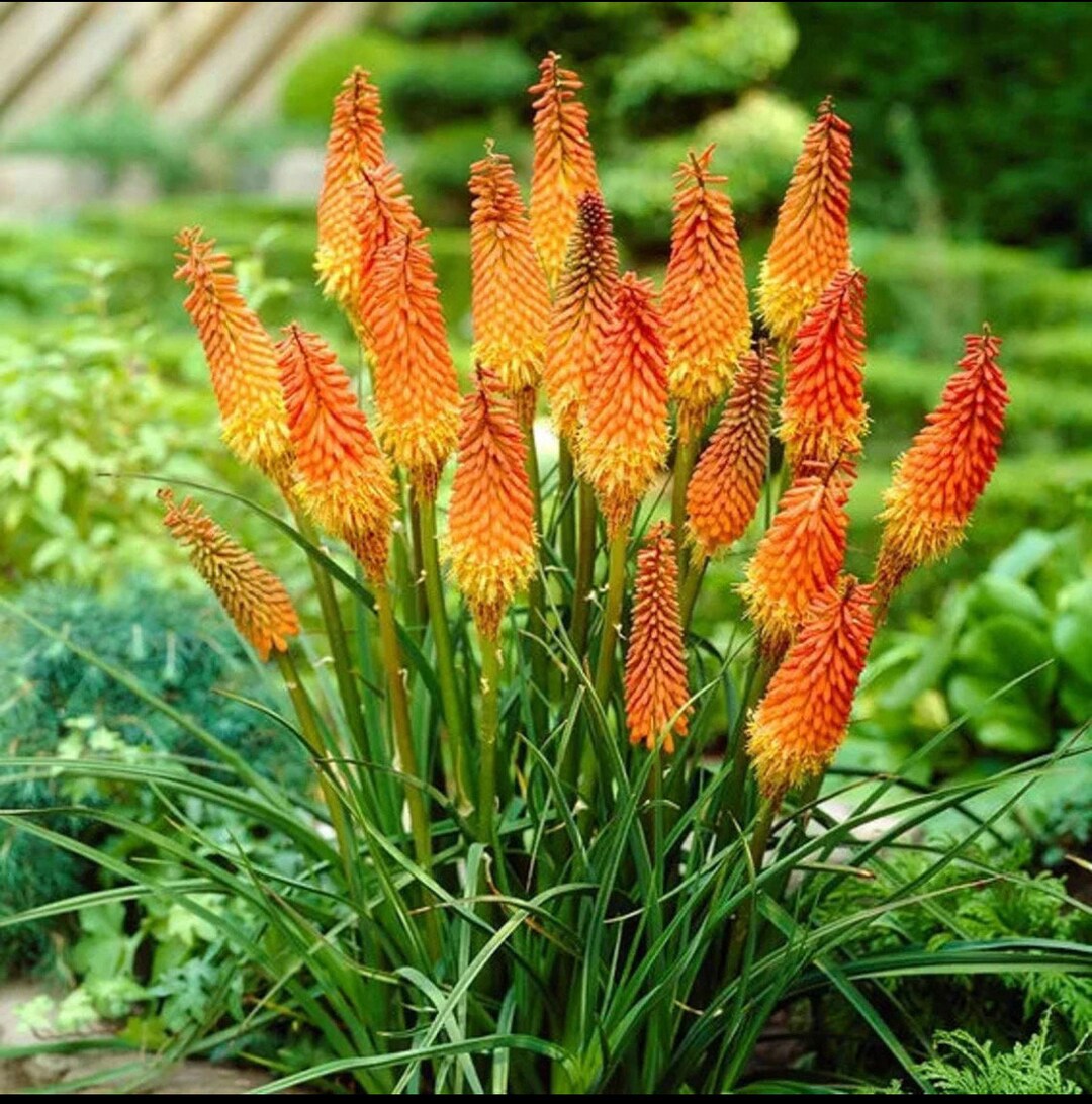 Uvaria Flower seeds for Planting - Cottage Garden Essential, Heirloom & GMO Free Seeds for Home Garden
 
 Sale for planting in home garden.