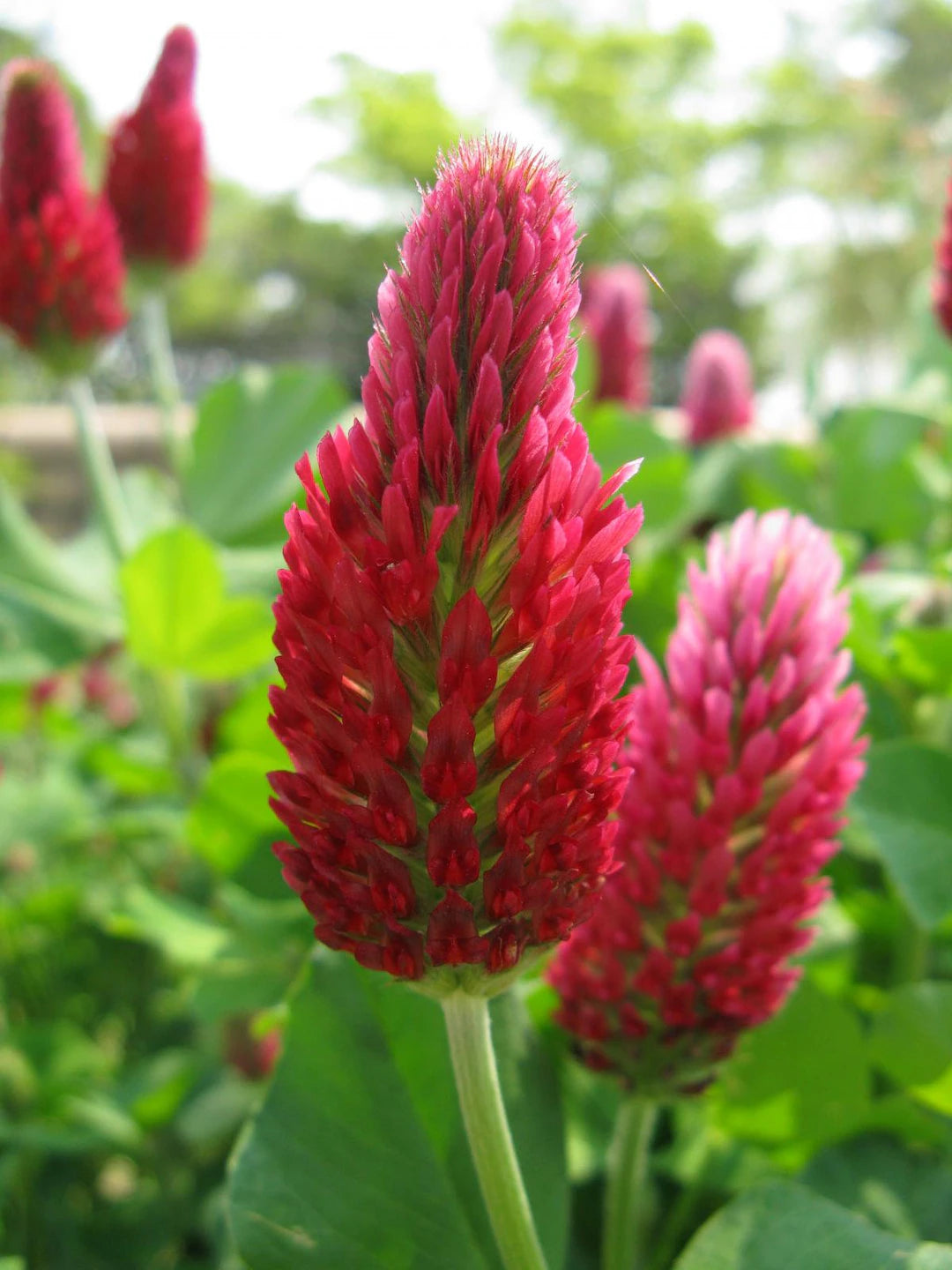 Red Clover Flower seeds for Planting - Seasonal Bloomer, Heirloom & GMO Free Seeds for Home Garden