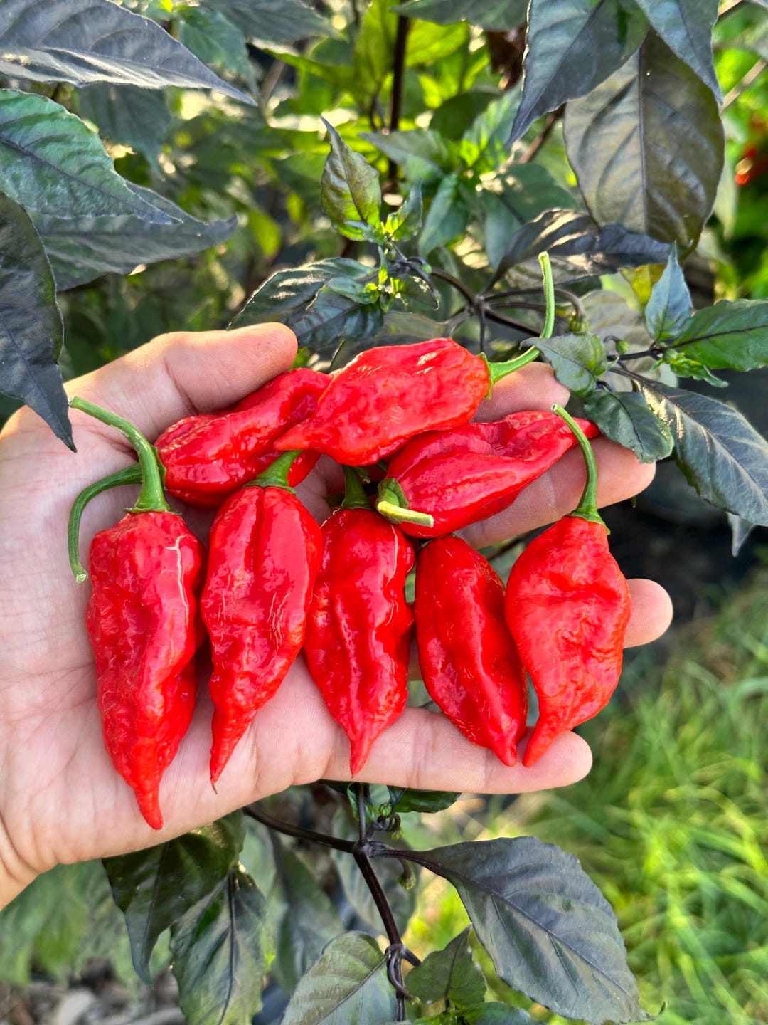 Dorset Naga Pepper Capsicum chinense Seeds for Planting in Vegetable Patch & Garden