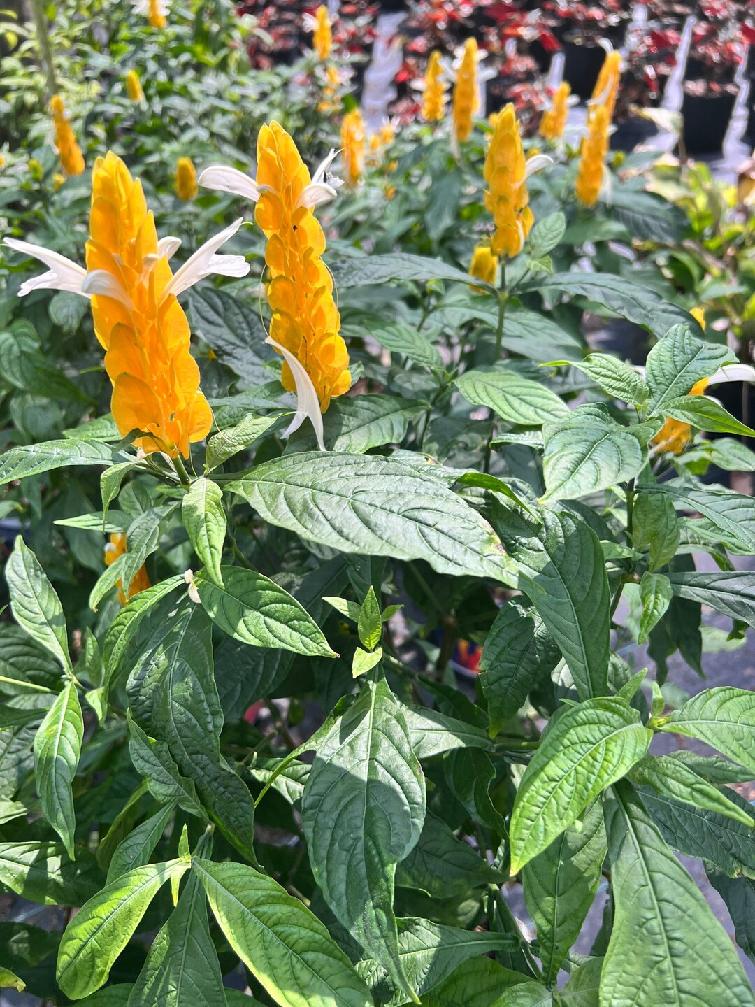 White Yellow Pachystachys for Stunning Landscapes - Seed for Planting for Easy Planting Heirloom Non-GMO Seeds