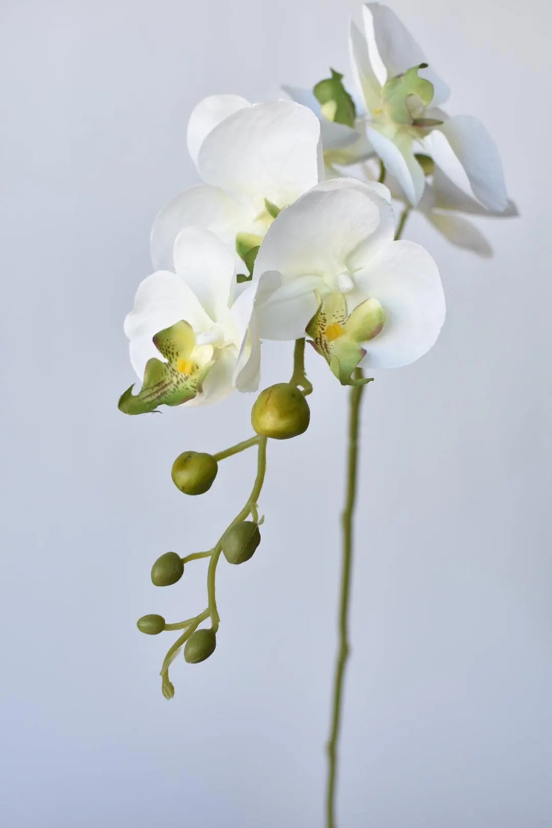 White Phalaenopsis Orchid Flower Seeds for Planting – Heirloom, Non-GMO, High Germination Organic Garden Seeds