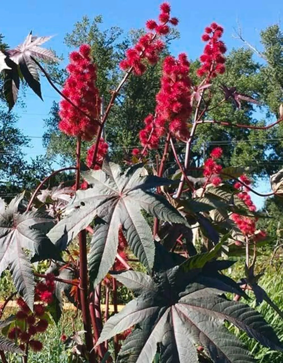 Castor Flower seeds for Planting - Low Maintenance, Heirloom & GMO Free Seeds for Home Garden