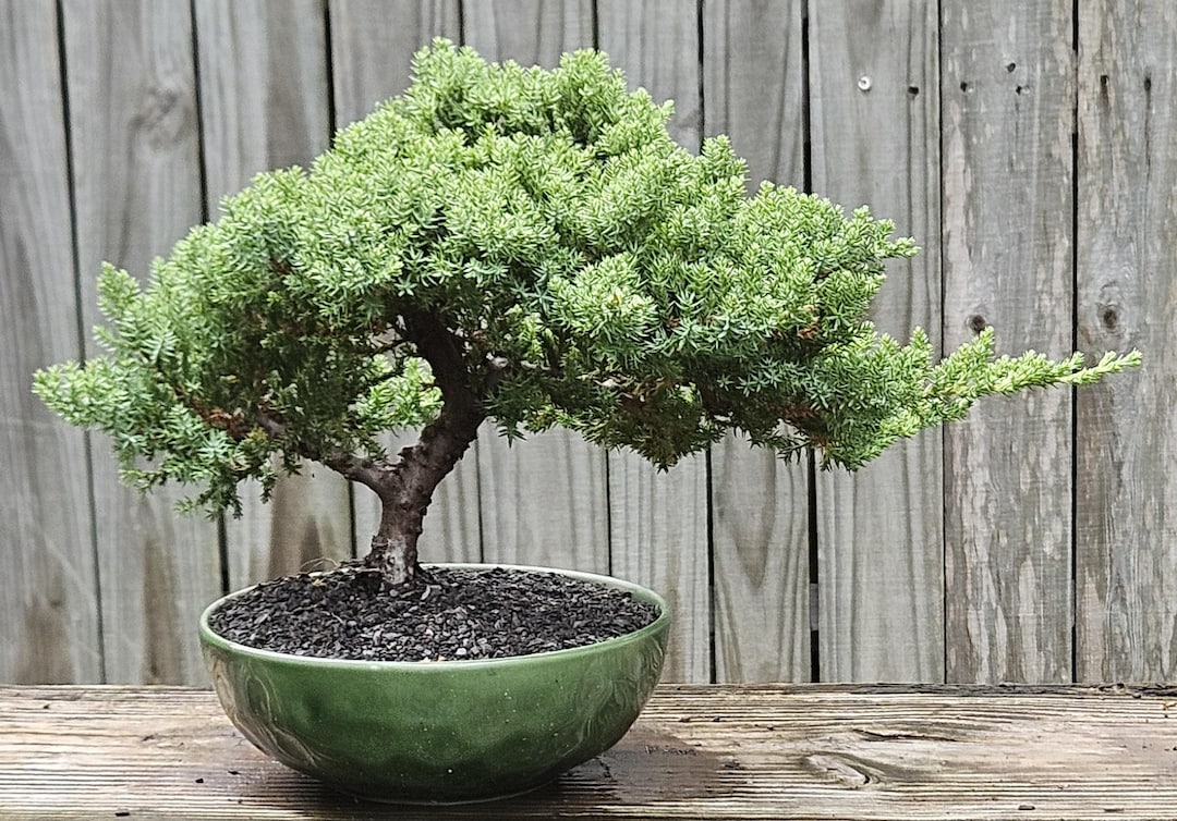 Bonsai Seeds for Home Garden: Complete Planting Guide