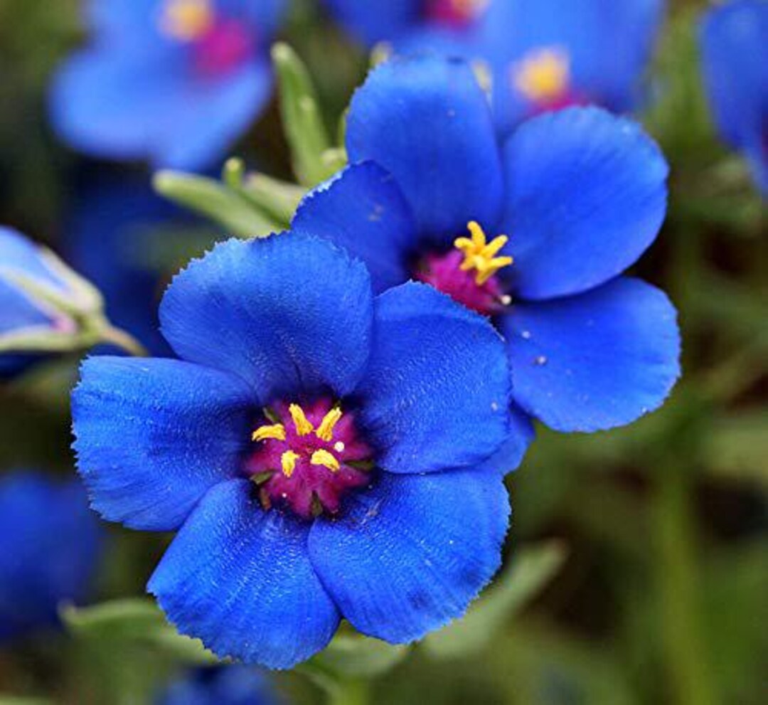 Blue Pimpernel Flower seeds for Planting - Cut Flower Favorite, Heirloom & GMO Free Seeds for Home Garden