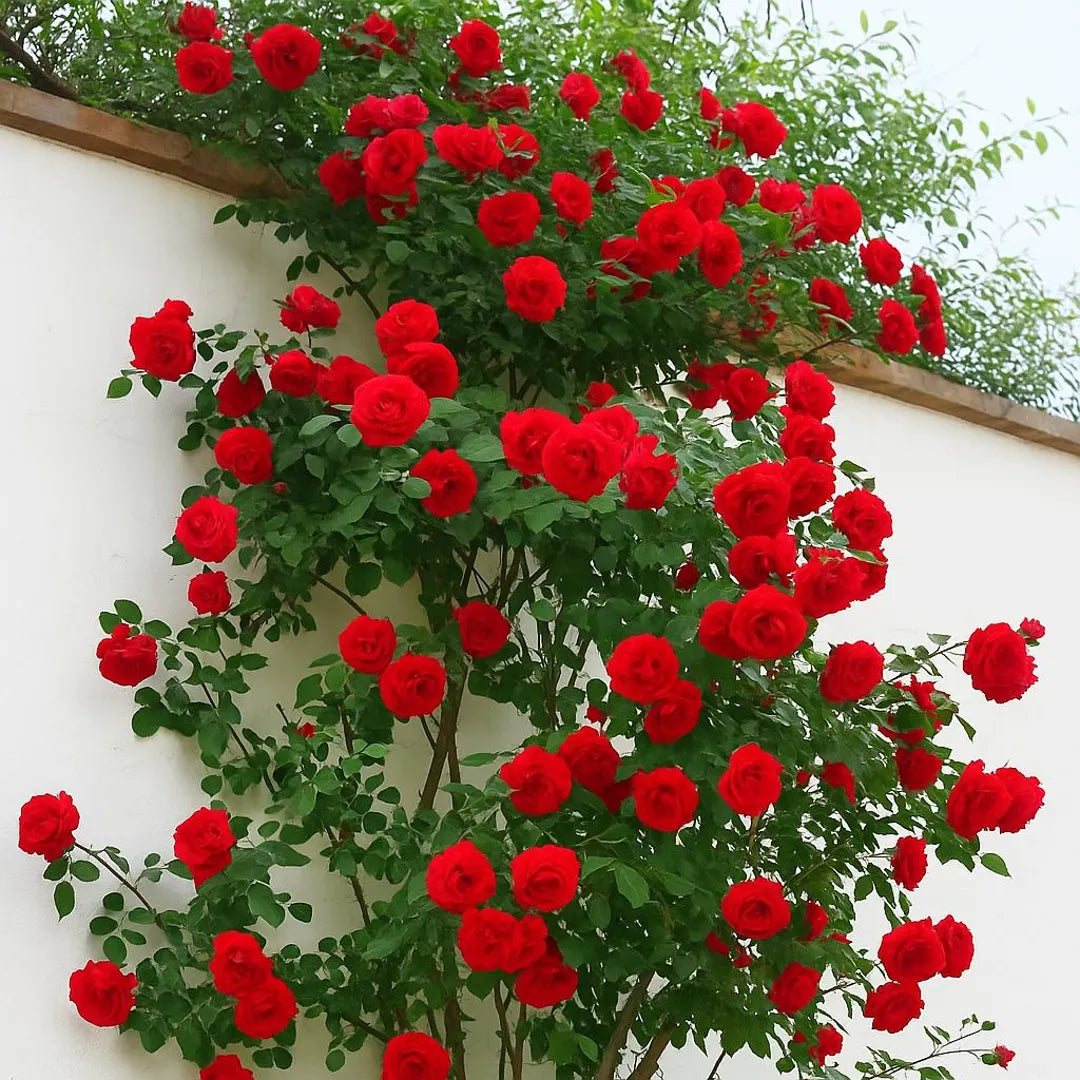 Red Climber Flower seeds for Planting - Easy to Grow, Heirloom & GMO Free Seeds for Home Garden