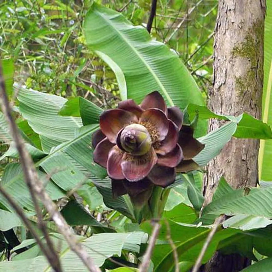 Ensete Superbum Cliff Banana Seeds