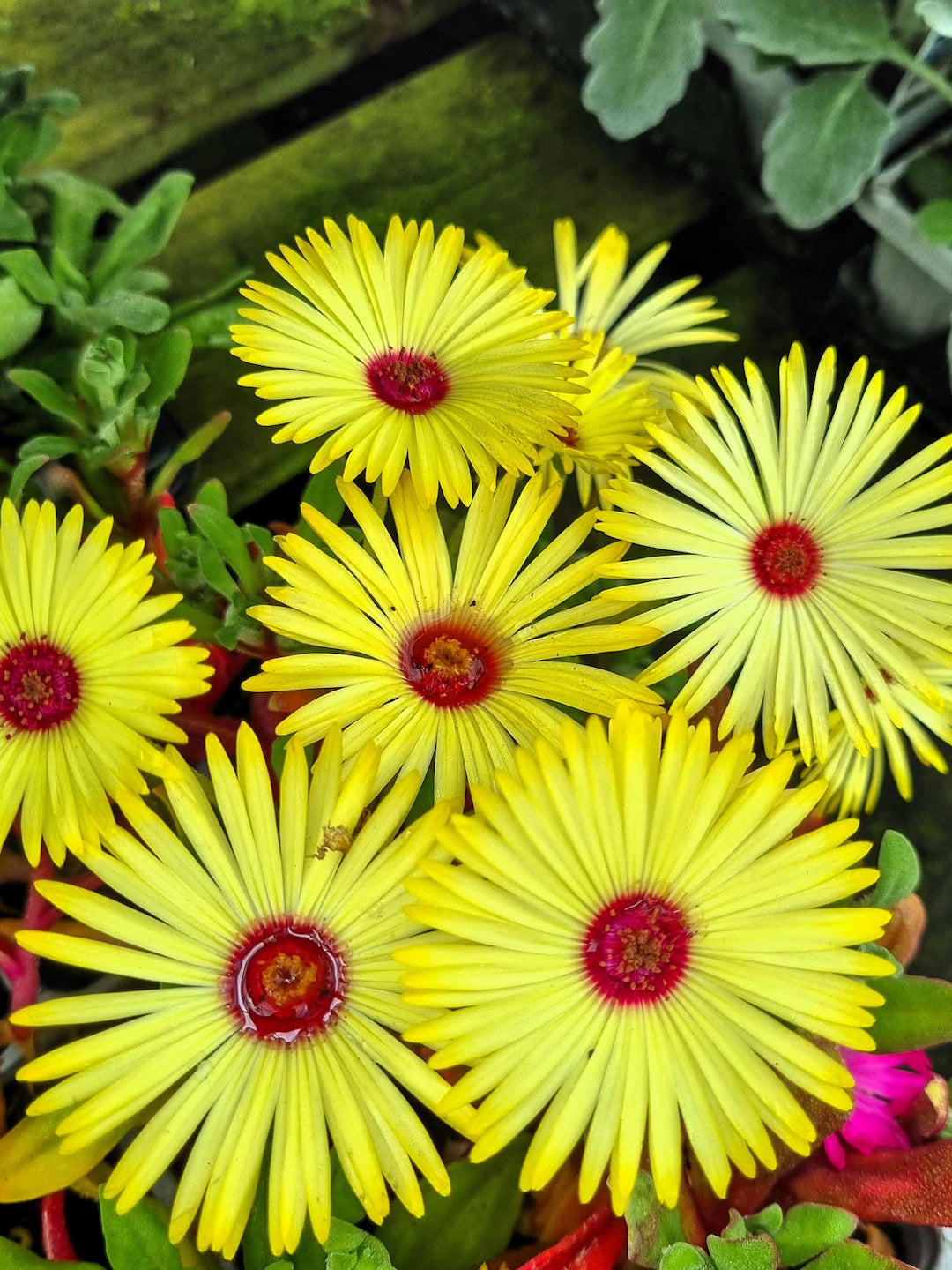 Yellow Red Ice Flower seeds for Planting - Hardy Variety, Heirloom & GMO Free Seeds for Home Garden