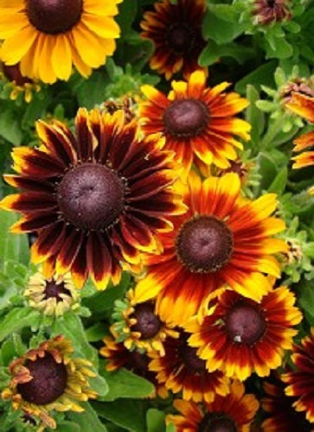 Orange Rudbeckia Flower seeds for Planting - Easy to Grow, Heirloom & GMO Free Seeds for Home Garden