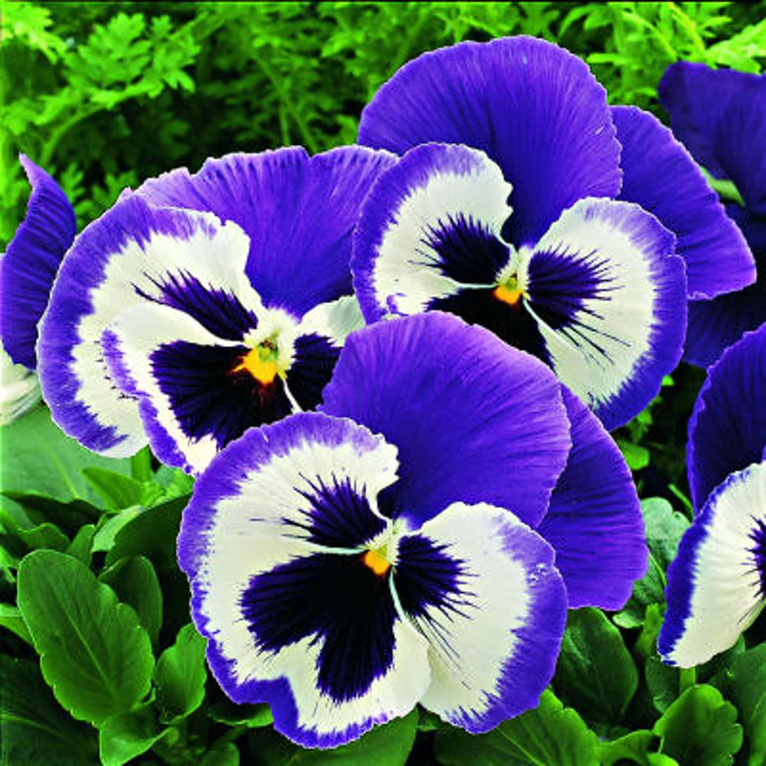 Mix Pansy Flower seeds for Planting - Premium Quality, Heirloom & GMO Free Seeds for Home Garden