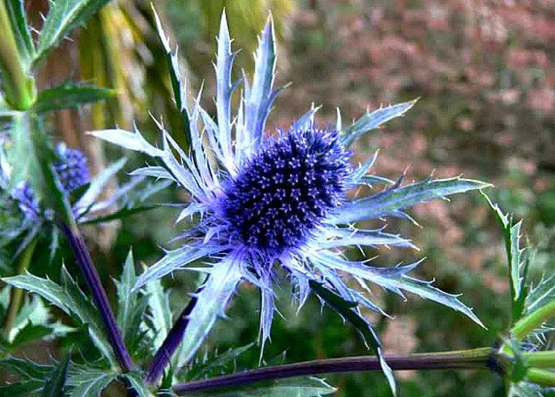 Blue Sea Holly Flower seeds for Planting - Seasonal Bloomer, Heirloom & GMO Free Seeds for Home Garden  Sale