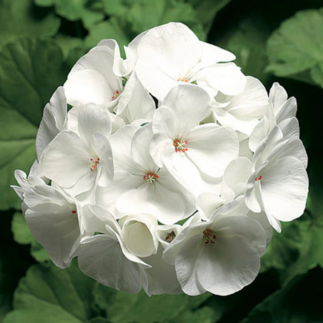White Mix Pelargonium Flower Seeds for Planting Low Maintenance Heirloom & GMO Free Seeds for Home Garden
 
 Sale