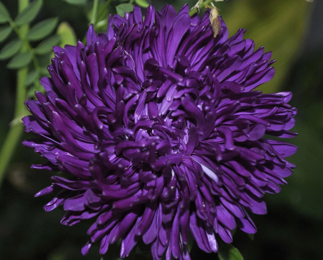 Dark Violet Aster Flower Seeds for Planting Shade Tolerant Heirloom & GMO Free Seeds for Home Garden
 
 Sale