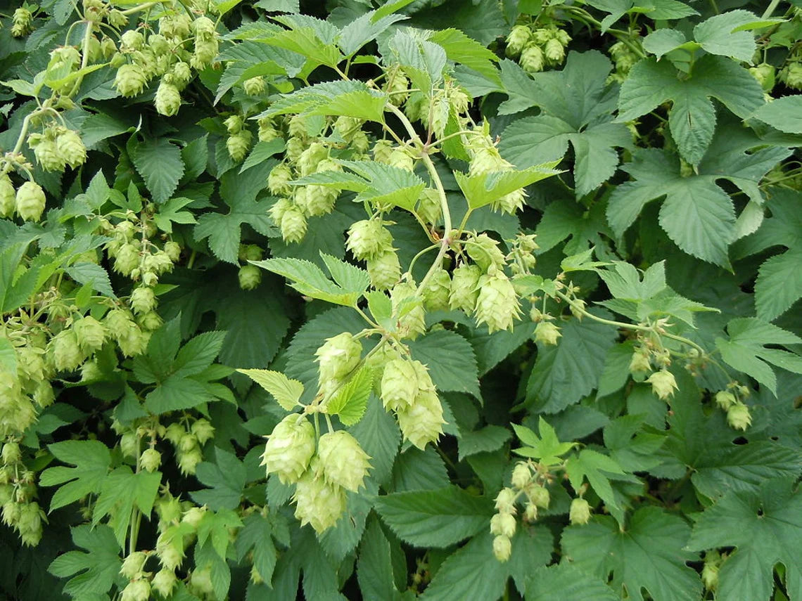 Green Humulus Lupulus Flower seeds for Planting - Seasonal Bloomer, Heirloom & GMO Free Seeds for Home Garden