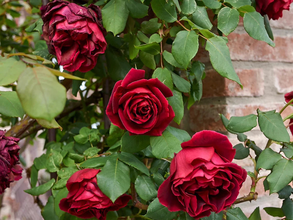 Red Thornless Rose Seeds for Planting  Beautiful Blooms Without Thorns