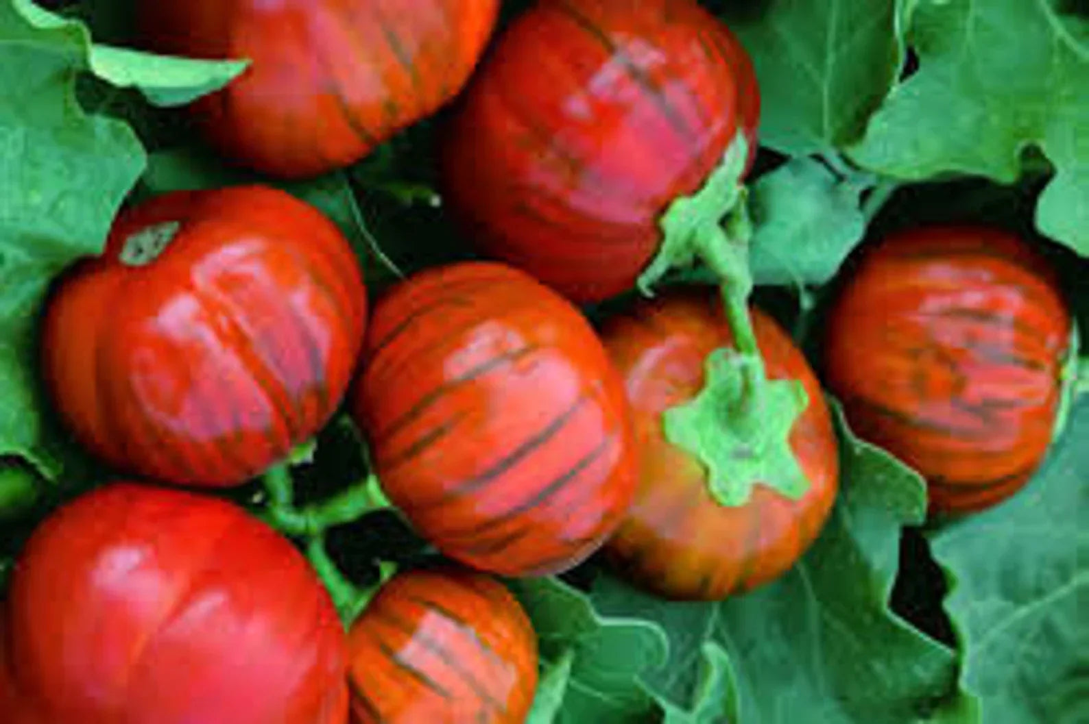 Orange Eggplant Sweet Fruit Seeds For Planting