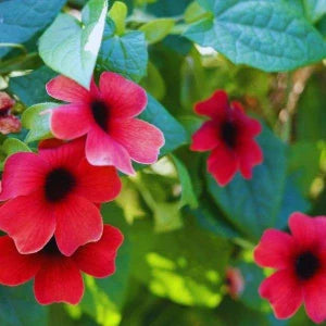 Alata Flower seeds for Planting - Drought Tolerant, Heirloom & GMO Free Seeds for Home Garden