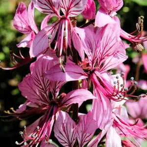 Pink Firebush Flower seeds for Planting - Premium Quality, Heirloom & GMO Free Seeds for Home Garden