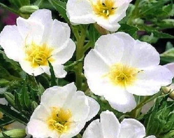 White Evening Primrose Flower Seeds for Planting - Perfect for Adding Elegance to Your Landscape
