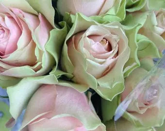 Green Pink Rose Heirloom Flower seeds for Planting - Bright Blooms, Heirloom & GMO Free Seeds for Home Garden