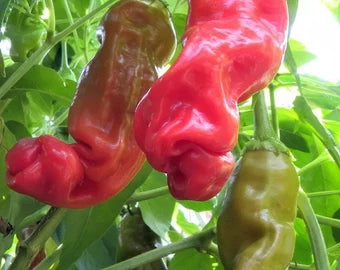 Hot Peter Pepper Vegetable Seeds for Garden Planting
