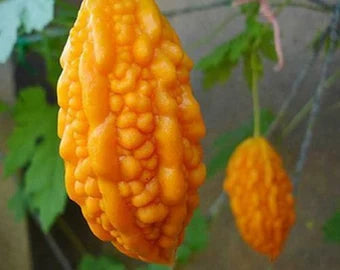 Orange Bitter Gourd Vegetable Planting Seeds for Your Garden