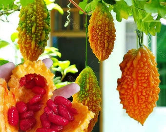 Orange Bitter Gourd Vegetable Planting Seeds for Your Garden