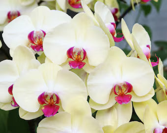 Cream Phalaenopsis Orchid Flower seeds for Planting - Bright Blooms, Heirloom & GMO Free Seeds for Home Garden