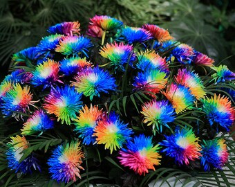 Chrysanthemum Rainbow Flower seeds for Planting - Perfect for Borders, Heirloom & GMO Free Seeds for Home Garden