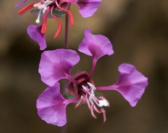 Purple Elegant Clarkia Flower seeds for Planting - Fragrant Blossoms, Heirloom & GMO Free Seeds for Home Garden