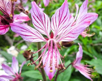 Pink Firebush Flower seeds for Planting - Premium Quality, Heirloom & GMO Free Seeds for Home Garden