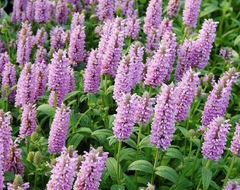 Green Cat Mint Seeds for Planting