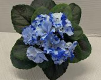 Navy Blue Maidenhair Flower Seeds for Planting Garden Favorite Heirloom & GMO Free Seeds for Home Garden
 
 Sale
