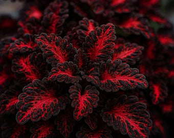 Black Dragon Coleus Flower seeds for Planting - Long Bloom Season, Heirloom & GMO Free Seeds for Home Garden