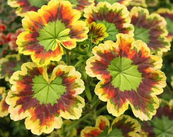 Green Geranium Flower seeds for Planting - Colorful Display, Heirloom & GMO Free Seeds for Home Garden