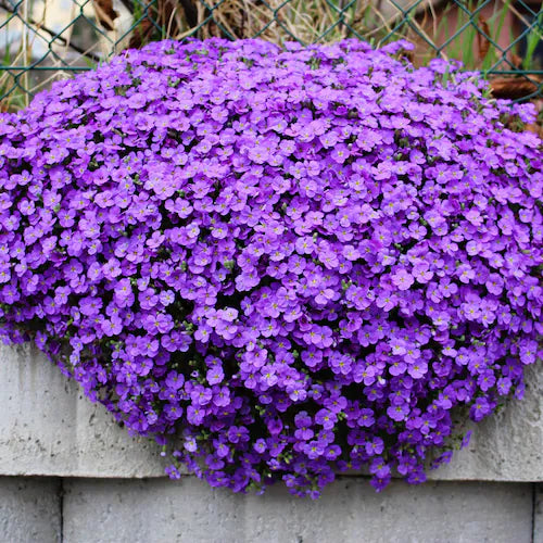Blue Oculata Flower seeds for Planting - Bright Blooms, Heirloom & GMO Free Seeds for Home Garden